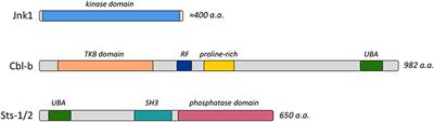 Modulating Host Signaling Pathways to Promote Resistance to Infection by Candida albicans